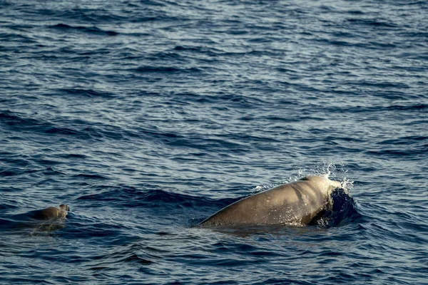 Cuvier Beaked Whales Mother Calf Sea Surface — Fotografia de Stock