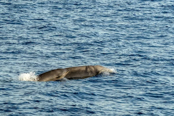 Cuvier Beaked Whales Mother Calf Sea Surface — 스톡 사진