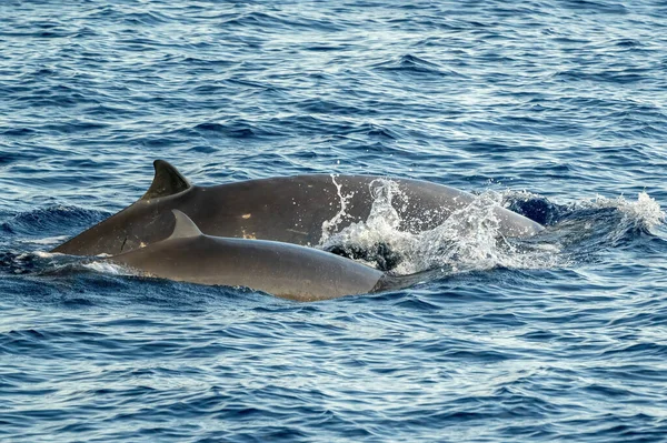 Cuvier Beaked Whales Mother Calf Sea Surface — Foto de Stock