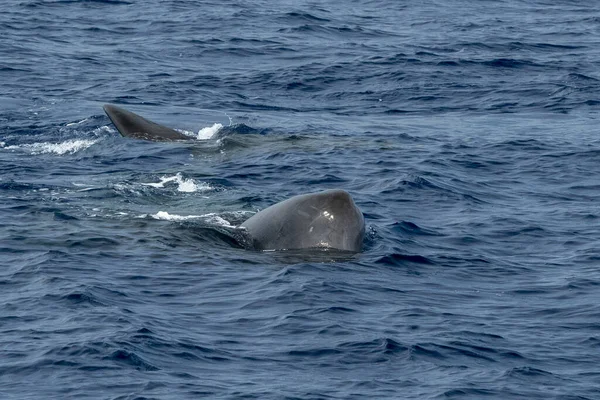 sperm whale on sea surface close up