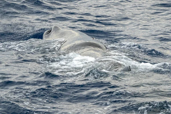 sperm whale on sea surface close up