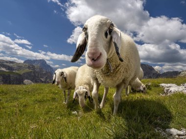 sheep portrait on dolomites mountains background panorama