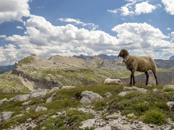 Baby Newborn Sheep Portrait Relaxing Dolomites Mountains Background Panorama — Zdjęcie stockowe