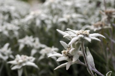 edelweiss alpine star flower in dolomites detail