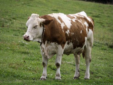 cow with many fly detail