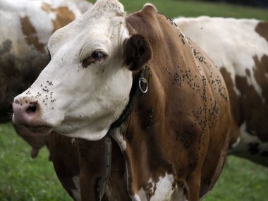 cow with many fly detail