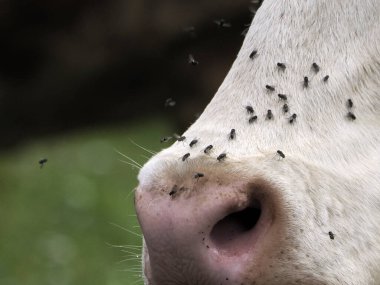 cow with many fly detail