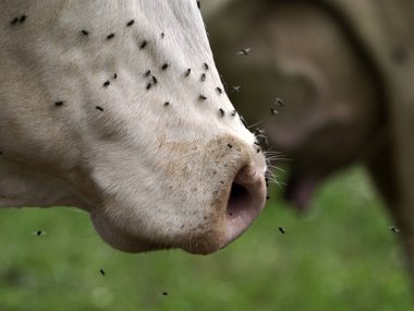 cow with many fly detail