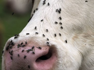 cow with many fly detail