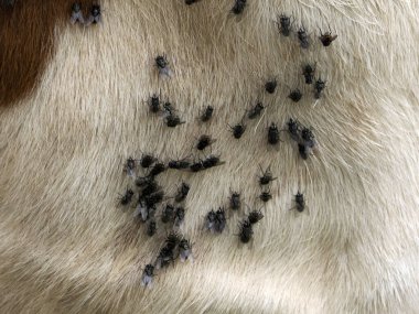 cow with many fly detail
