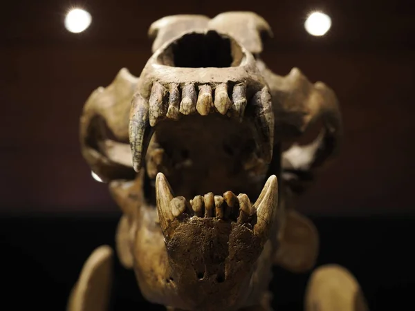 prehistoric bear skeleton ursus ladinicus found in dolomites mountains detail