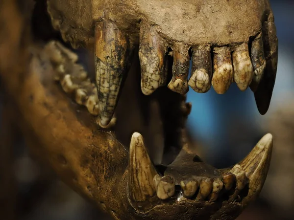 prehistoric bear skeleton ursus ladinicus found in dolomites mountains detail