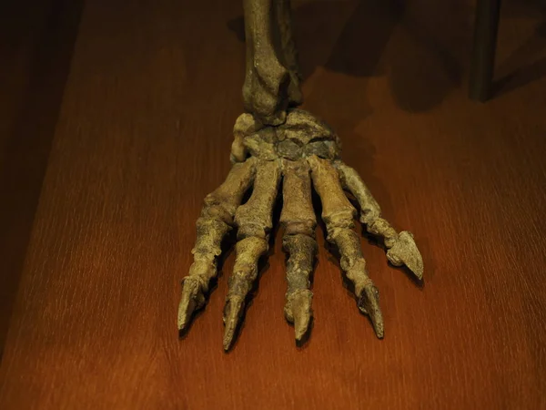 Prehistoric Bear Skeleton Ursus Ladinicus Found Dolomites Mountains Detail — Fotografia de Stock