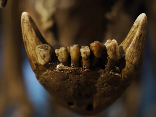 Prehistoric Bear Skeleton Ursus Ladinicus Found Dolomites Mountains Detail — Foto de Stock