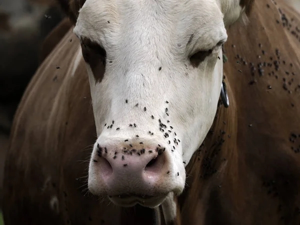 Cow Many Fly Detail — Stockfoto