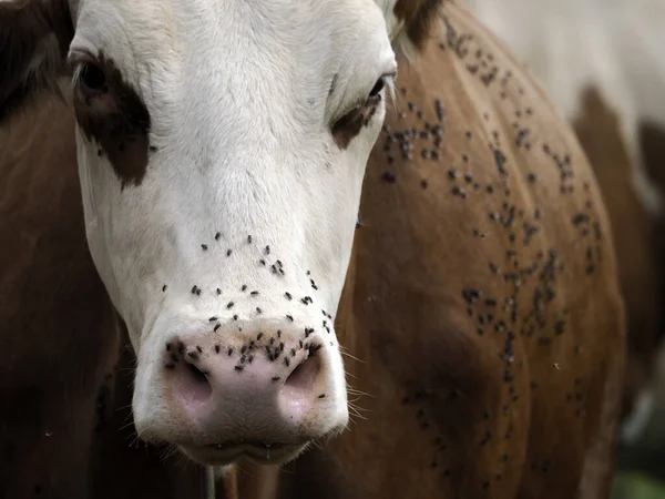 Cow Many Fly Detail — 图库照片