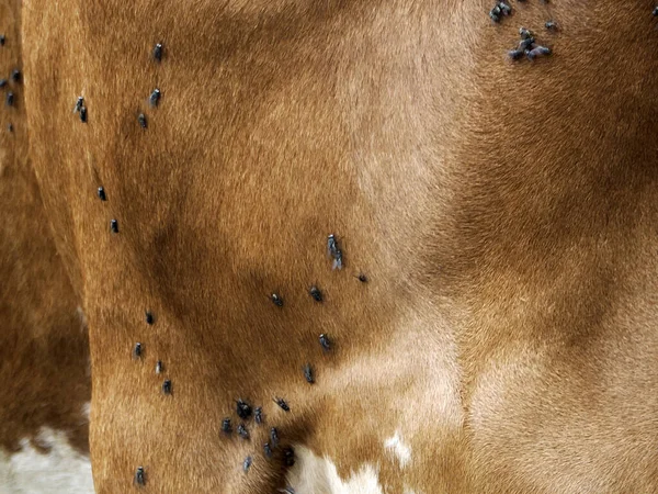 Cow Many Fly Detail — Zdjęcie stockowe