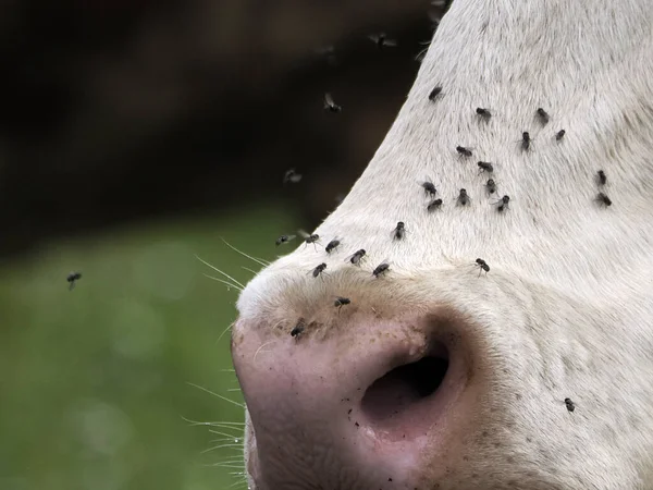 Cow Many Fly Detail —  Fotos de Stock