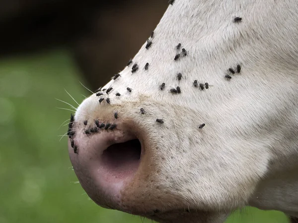 Cow Many Fly Detail —  Fotos de Stock