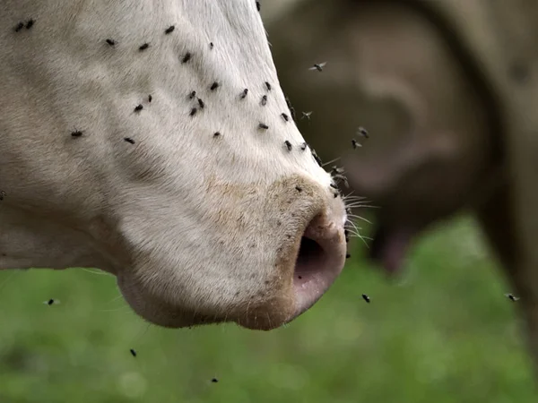 Cow Many Fly Detail — 图库照片