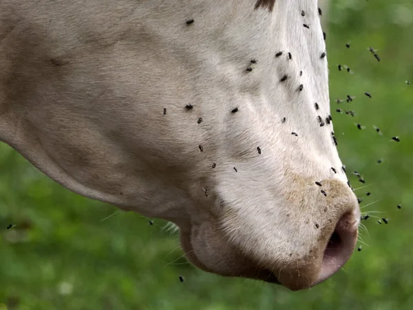 Cow Many Fly Detail — Photo