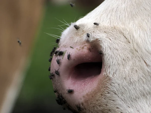 Cow Many Fly Detail — Photo