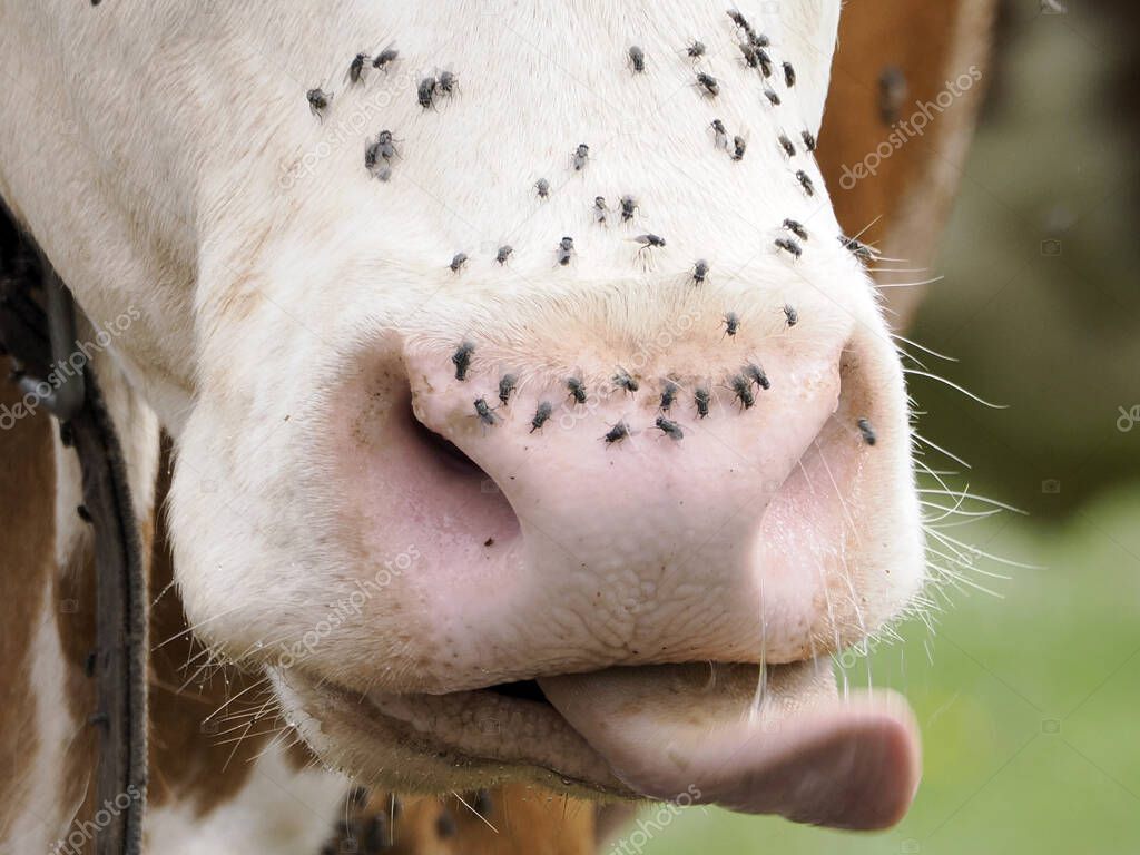 cow with many fly detail