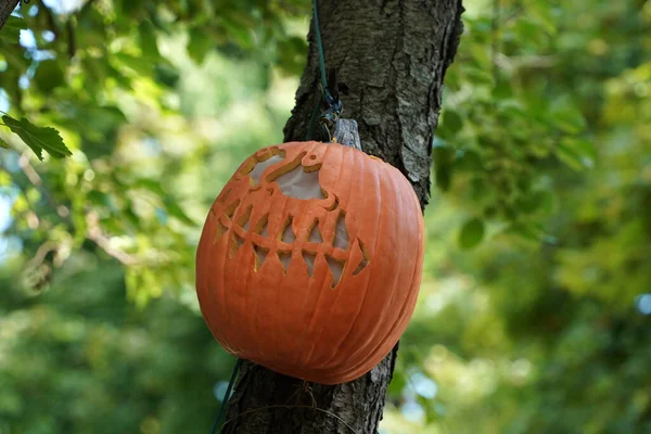 Вырезанная Вручную Тыква Хэллоуин Свисает Дерева — стоковое фото