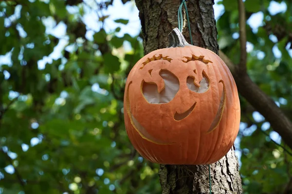Вырезанная Вручную Тыква Хэллоуин Свисает Дерева — стоковое фото