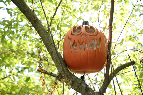 Ručně Vyřezávané Halloween Dýně Visí Stromu — Stock fotografie