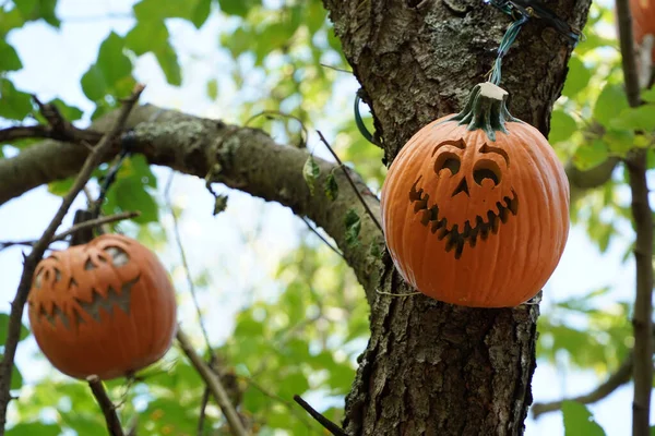 Ručně Vyřezávané Halloween Dýně Visí Stromu — Stock fotografie