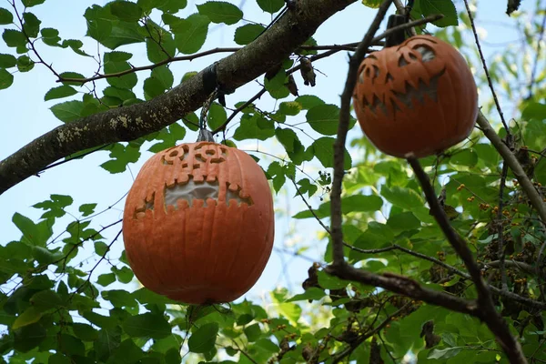 Hand Carved Halloween Pumpkin Hanging Froma Tree — Stock Photo, Image