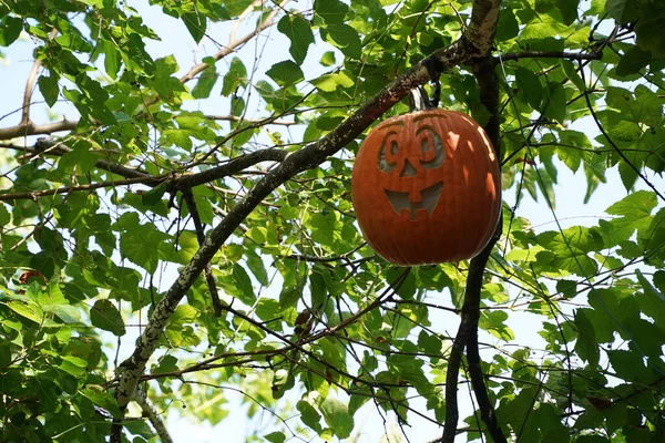 Ručně Vyřezávané Halloween Dýně Visí Stromu — Stock fotografie