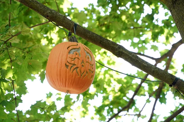 hand carved halloween pumpkin hanging froma a tree