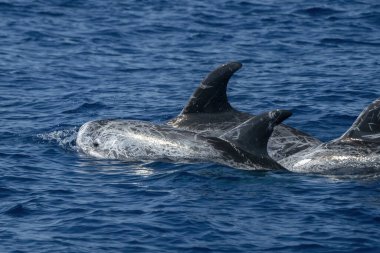 Risso yunusu mavi deniz yüzeyinde yakın plan portresi 