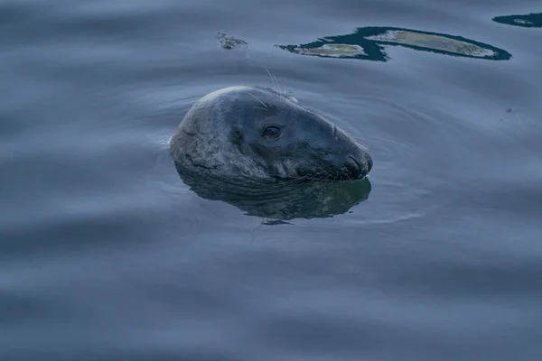 Portrait Grey Seal Provincetown Cape Cod Massachussetts — Stock Photo, Image