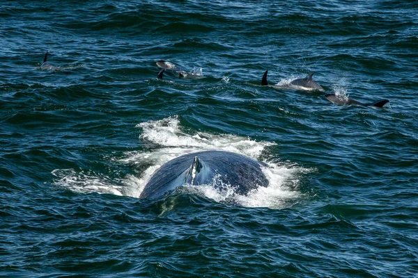 Baleia Jubarte Comendo Passeio Observação Baleias Bacalhau Com Golfinhos Atlânticos — Fotografia de Stock