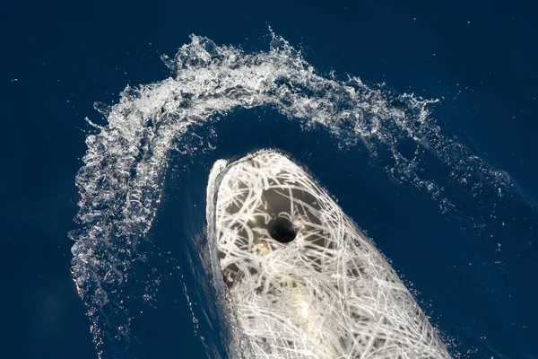 Risso Delfín Primer Plano Retrato Superficie Azul Del Mar —  Fotos de Stock