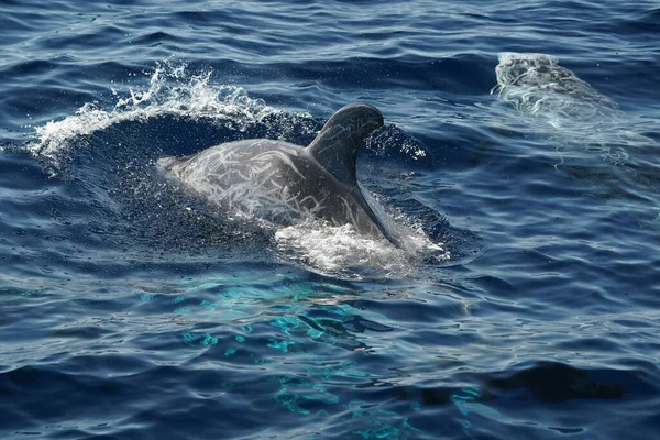 Risso Delfin Närbild Porträtt Blå Havsyta — Stockfoto