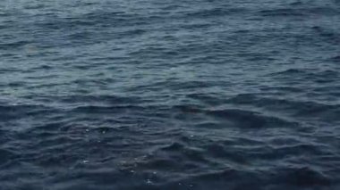 Risso 'nun yunusları deniz yüzeyinde yüzüyor.