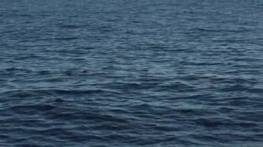 Risso 'nun yunusları deniz yüzeyinde yüzüyor.