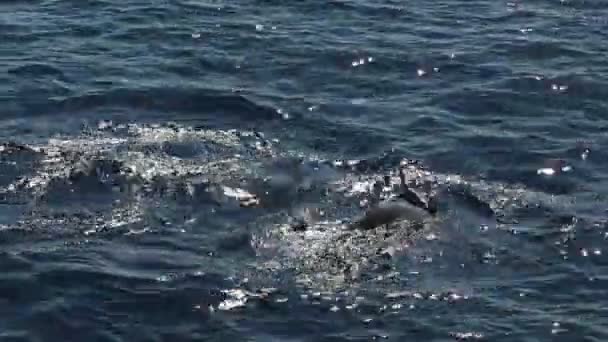 Risso Dolphins Swimming Sea Surface — Stock Video