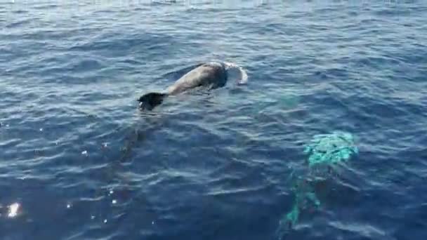Los Delfines Risso Nadan Superficie Del Mar — Vídeo de stock