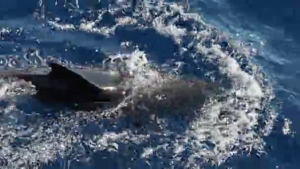 Rissovi Delfíni Plavou Hladině Moře — Stock video