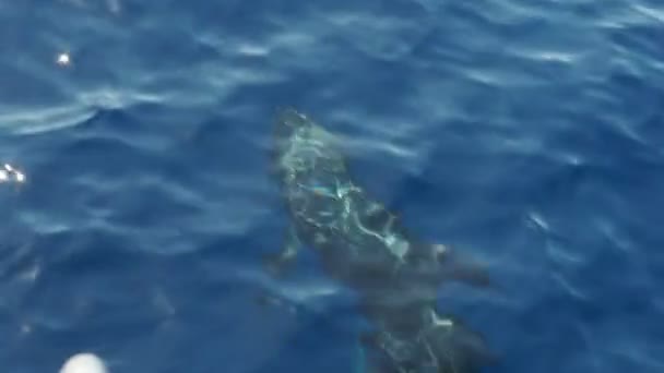Дельфины Риссо Плавают Поверхности Моря — стоковое видео