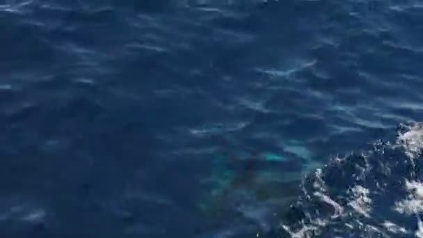 Дельфіни Ріссо Плавають Морській Поверхні — стокове відео