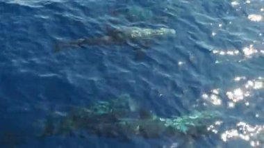 Risso 'nun yunusları deniz yüzeyinde yüzüyor.