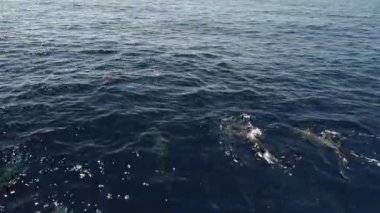 Risso 'nun yunusları deniz yüzeyinde yüzüyor.