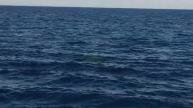 deniz yüzeyindeki ispermeçet balinası