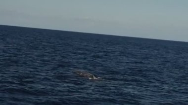 deniz yüzeyindeki ispermeçet balinası